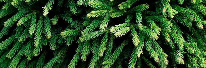 Beautiful natural coniferous branch, christmas background, banner,.shallow depth of field