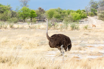Female ostrich walking through a savannah, Etosha, Namibia, Africa