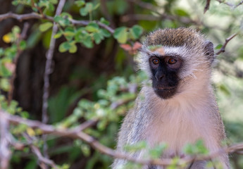 Chlorocebus sabaeus (Green monkey)