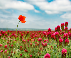 Naklejka premium red poppy flower in clover field