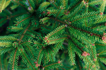 Natural spruce branches, soft focus.