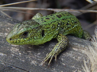green lizard