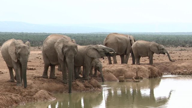 African elephant (Loxodonta africana)  family  drinking at a waterhole, Addo National Park
