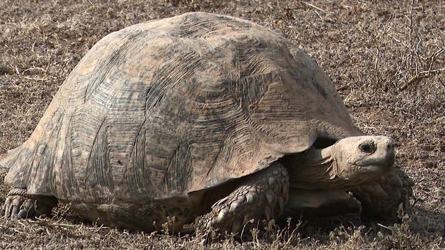 Leopard tortoise (Stigmochelys pardalis) walking and eating in grassland on African plain.