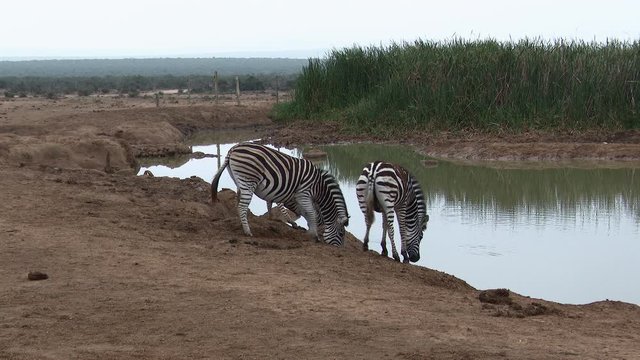 Plains Zebra (Equus quagga burchellii ) family bending over to drink at a waterhole, Addo N.P.