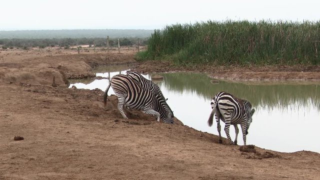 Plains Zebra (Equus quagga burchellii ) family bending over to drink at a waterhole, Addo N.P.