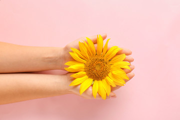 Female hands with beautiful sunflower on color background