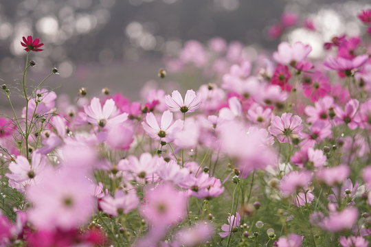 コスモス センセーションの花畑2