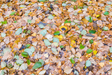 The autumn background or texture of birch, elm, poplar, maple and alder leaves of brown, yellow, red, orange colores on the asphalt pavement in the forest on in the park way after rain