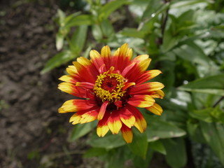 Цветок цинния красно-желтая