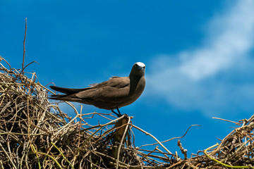 brown noddy bird cousin island seychelles