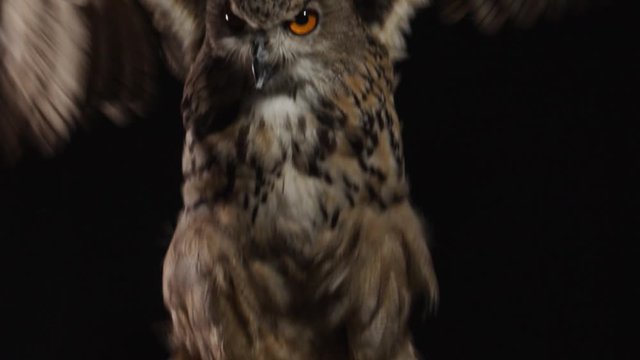 Close up of an owl sitting on a hand of its trainer, spreading wings