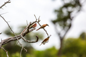 Three Carmine Bee Eaters having a fest as they eat their insects or bees while sitting on a dry tree branch.