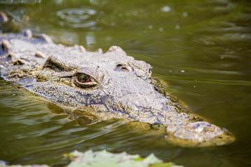 Close up of a large crocodile's head as it's lying in the water looking for prey.