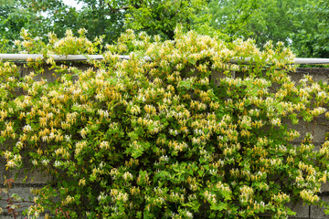 Lonicera japonica blossoms on cement wall