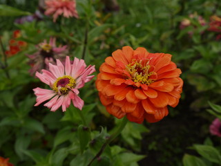 Цветы цинния оранжевая и розовая 