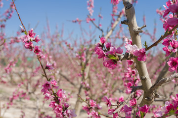 Beautiful pink peach flowers petals and trees blooming on a spring sunny day