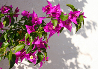 buganvilla fucsia
