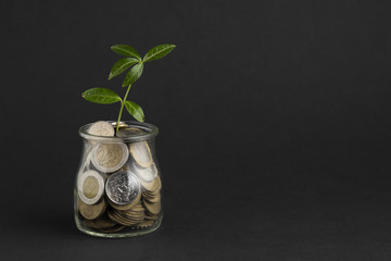Plant growing out of jar of coins