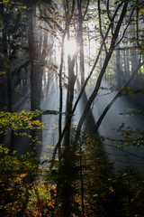 Fototapeta premium Sauerland Bäume Nebel Dunst Herbst Gegenlicht Sonnenaufgang Strahlen Sauerland Arnsberg Wald Menden Lichtung Morgen Atmosphäre Idyll Unterholz Silhouetten Schatten Natur
