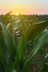 Cultivated sorghum field in sunset