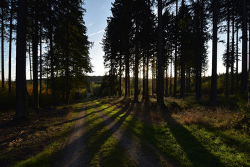 Obraz premium Nadelwald