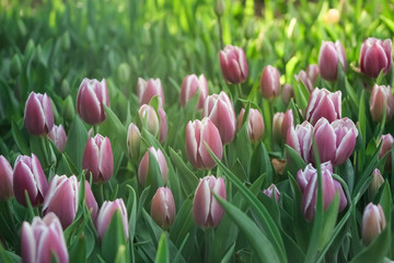 Gorgeous bright field of purple or pink tulips  with the sun shining on them in the spring.