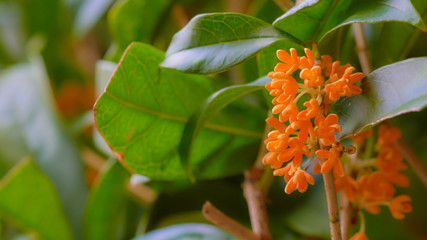 キンモクセイの花