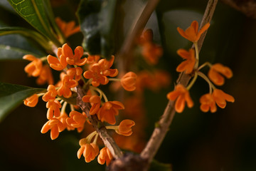 キンモクセイの花