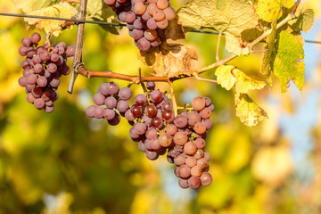 Fototapeta premium Grappe de raisin dans le vignoble