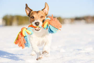 Happy adorable dog fetches rope toy running on snow at warm winter day