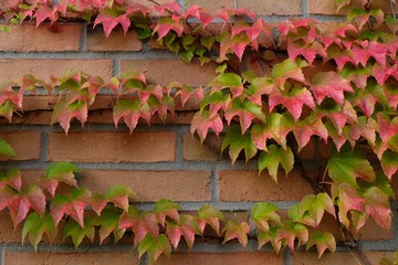 Parthenocissus quinquefolia climbing on a brick wall. Red-green leaves in autumn colors.