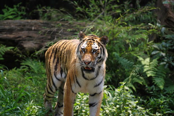 美しい動物　アムールトラ