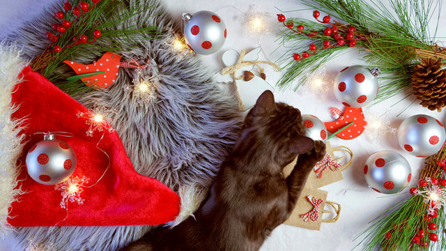 Cute Christmas holiday concept with small black licorice tabby, burmese cross, cat playing with baubles and decorations, overhead flat lay.