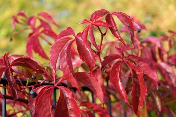 Parthenocissus quinquefolia growing on a metal fence. It has deep red to burgundy fall (autumn) foliage.