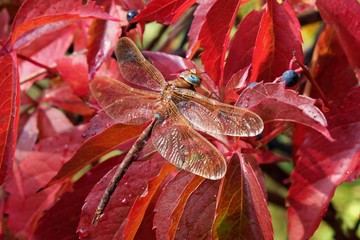 The brown hawker (Aeshna grandis) is a large dragonfly. It sits on   Parthenocissus quinquefolia, which has deep red fall (autumn) foliage.