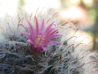 Pink Cactus flower
