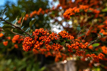 hawthorn plants, which are considered to be among the species of the rosaceae family; It belongs to North America, Europe and North Asia.