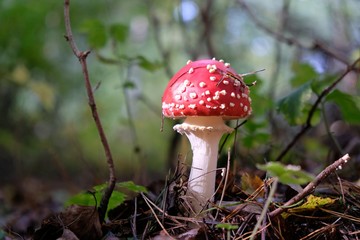 Amanita muscaria - red toadstool, commonly known as the fly agaric or fly amanita. It is poisonous mushroom. And is noted for its hallucinogenic properties.