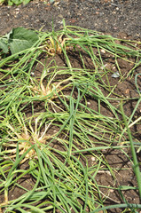  Shallots ripening in the English allotment garden.