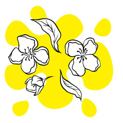  doodle sketch jasmine flowers on a white background, illustration of blooming flowers