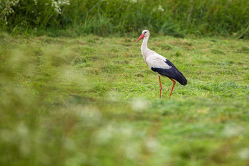 a german stork is searching for food on green gras