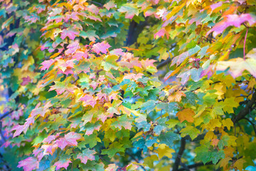 Bright wet multi-colored maple leaves in the fall. Selective focus.