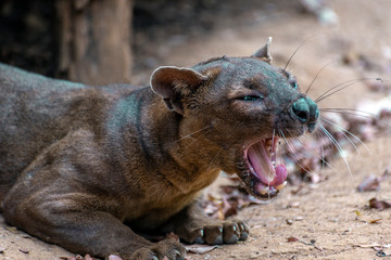 The detail of fossa ((Cryptoprocta ferox). Unique endemic species from Madagascar