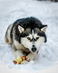 siberian husky in snow