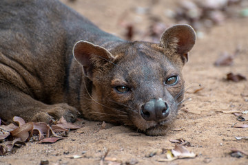 The detail of fossa ((Cryptoprocta ferox). Unique endemic species from Madagascar