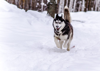 siberian husky in the snow