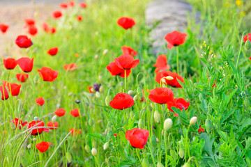 Wild poppy in the field in spring. Papaver rhoeas is a phanerogamous species of the genus Papaver, belonging to the Papaveraceae family.