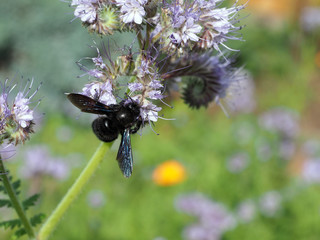 Die blaue Holzbiene auf den lila Blüten