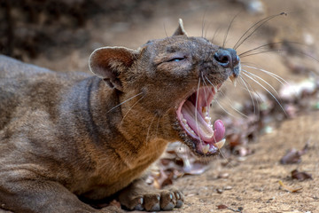 The detail of fossa ((Cryptoprocta ferox). Unique endemic species from Madagascar
